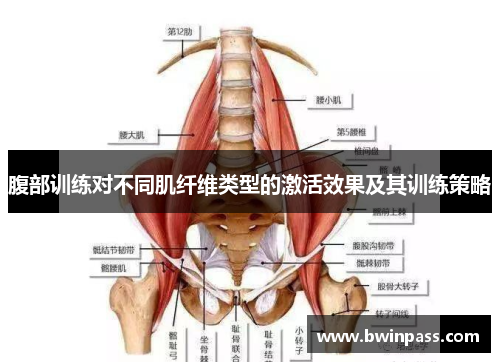 腹部训练对不同肌纤维类型的激活效果及其训练策略